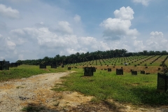 Plantation Johor