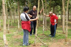 Plantation Johor