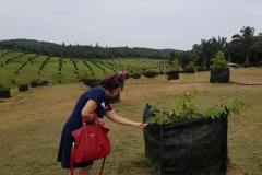 Plantation Johor