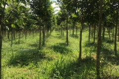 Plantation Johor