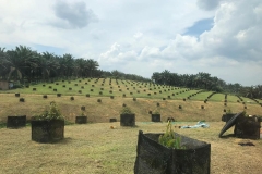 Plantation Johor